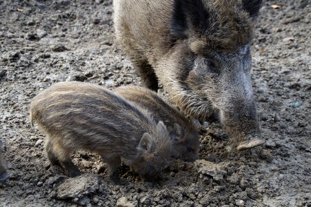 Mother with children little pig quagmire