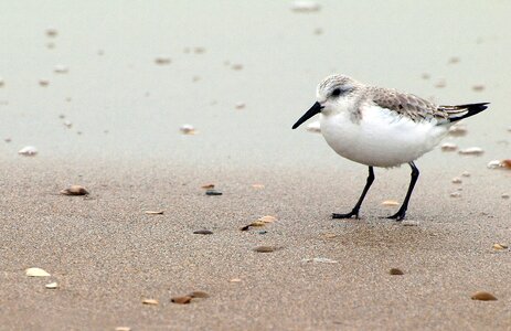 Sandpiper beach sea photo