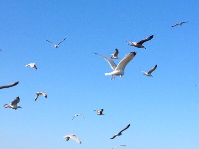 Flight wings beak photo