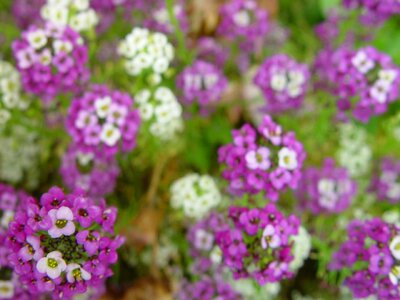 Background blossom flowers