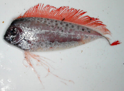 Spotted ribbonfish - Desmodema ploystictum