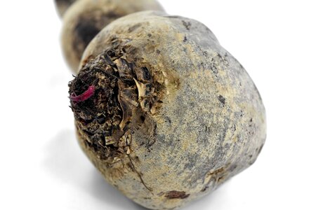 Agriculture beetroot healthy