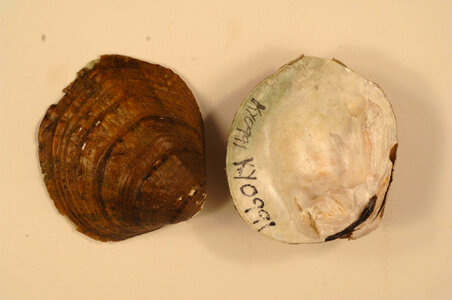 Cyprogenia stegaria-5