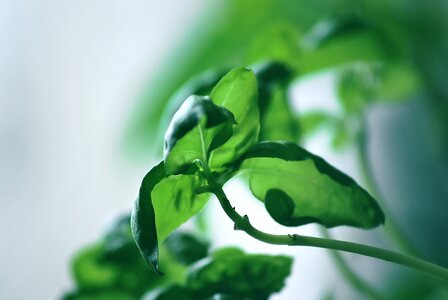 Plant green food