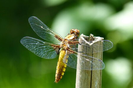Animal arthropod beautiful image