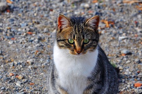 Cat's eyes animals cat nose photo