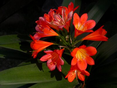Blossom bloom petals