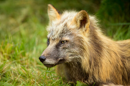 Red fox close-up-1 photo