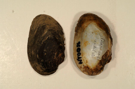 Alasmidonta undulata-9