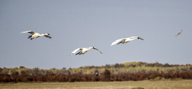 Three Trumpeter Swans flying across the landscape photo