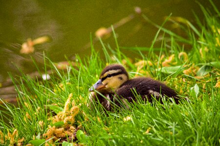 Teal water bird hunting mallard duck photo