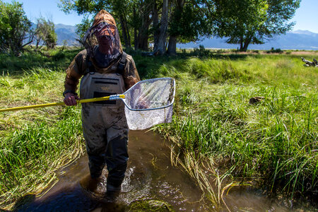 Employee nets fish in canal-1