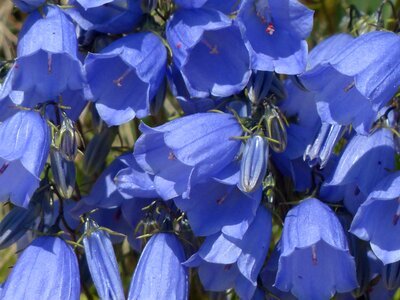 Bloom blue campanula cochleariifolia