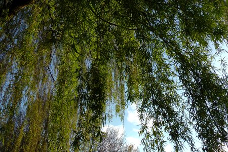 Willow tree aesthetic branches photo