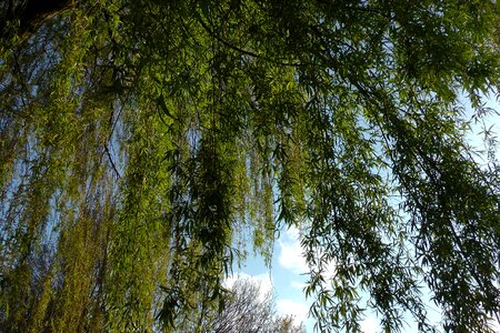 Willow tree aesthetic branches