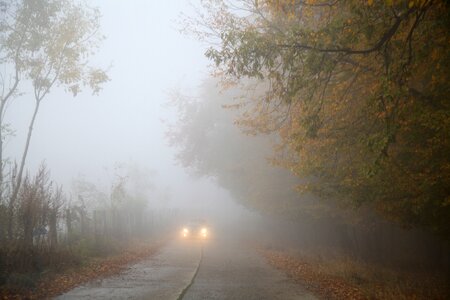 Mist foggy forest photo