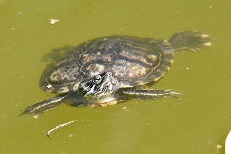Ecology turtle reptile photo