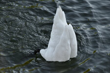 Tail underwater swan