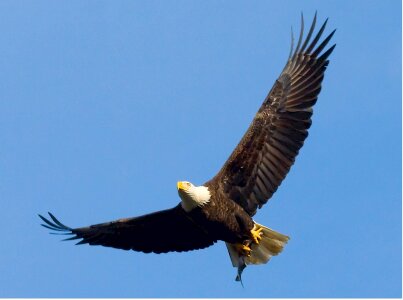 Flying symbol wings photo