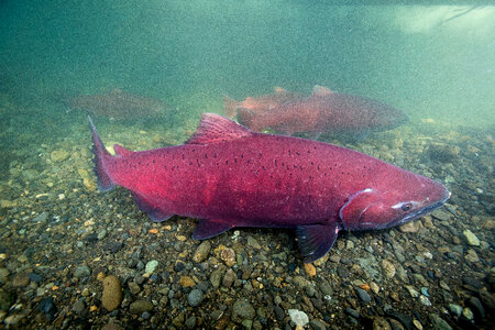Chinook salmon migrating-2