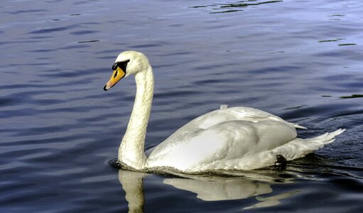 White feather white bird