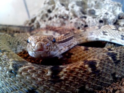 Body chief snakes