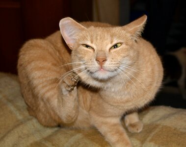 Scratch animal velvet paw