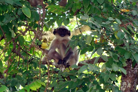 Starfruit tree dharwad india photo