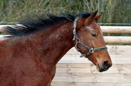 Animal brown cavalry photo