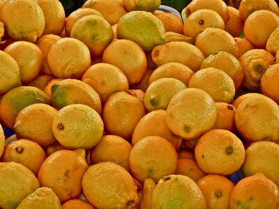 Vacations fruit citrus fruits photo