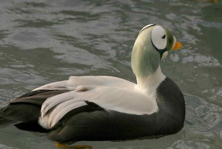 Aquatic Bird close close-up