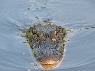 Alligator animal nature photo