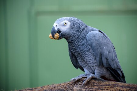 Animal birds nature