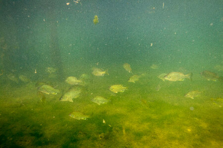 Redear sunfish gather near cypress roots-3