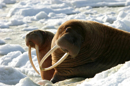 Walrus Cows