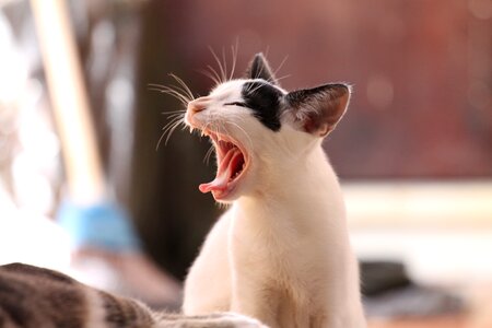 Yawning feline tired