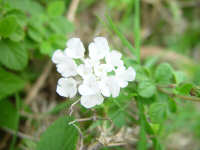 Background brown flowers