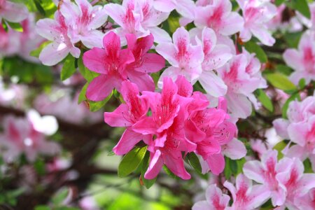 Bloom blossom pink photo