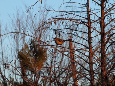 Wildlife avian songbird photo