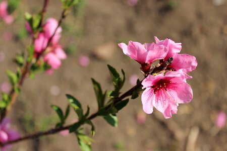 Branch peach blossoms spring photo