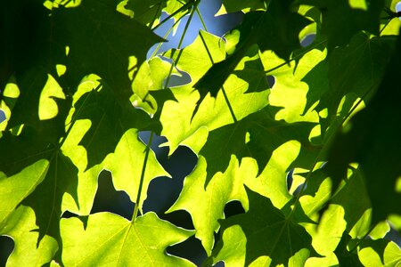 Green Leaves greenish yellow leaf photo