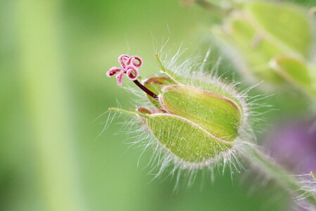 Flower plant nature