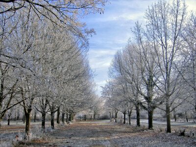 Winter Snow Frost Cold Avenue photo