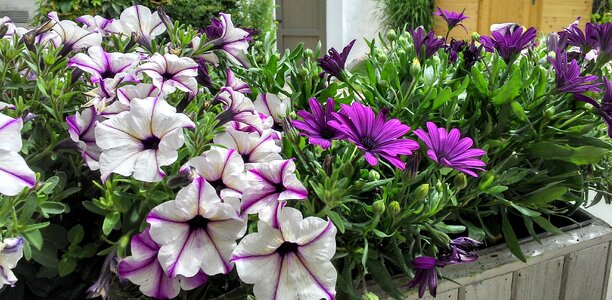 Violet plant blossomed photo