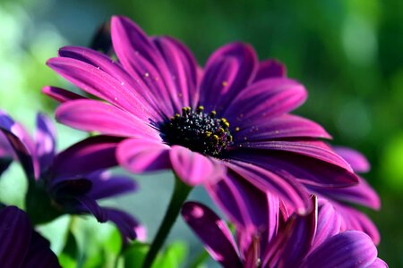 Beautiful Flowers beautiful photo blooming