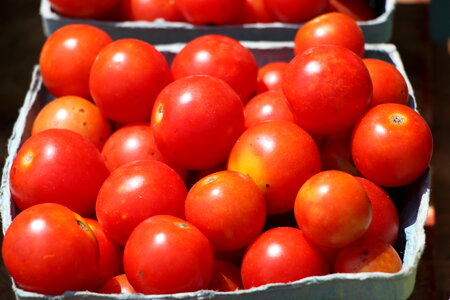 fresh organic red tomatoes photo