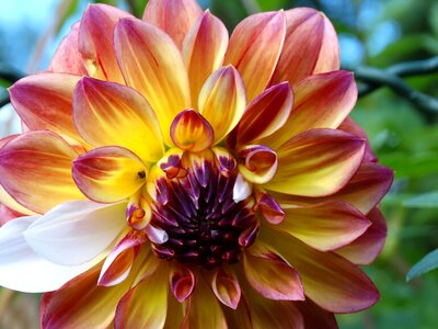 Color violet yellow