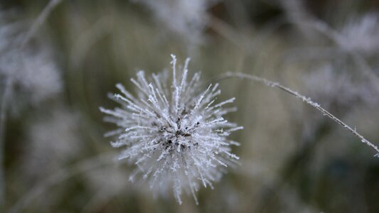 Flower frozen winter
