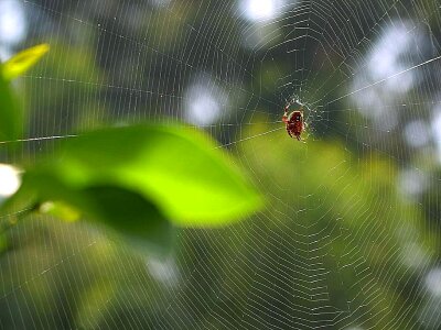 Spider spider web photo