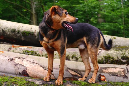 Animal bloodhound canine photo